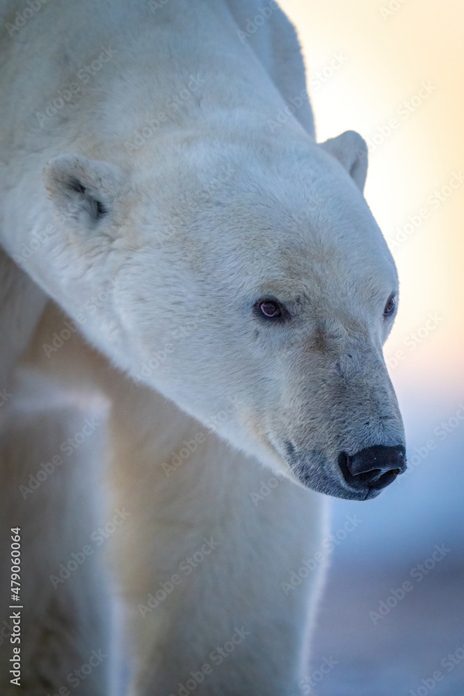 Close-up of polar bear staring over tundra Close-up of polar bear staring over tundra