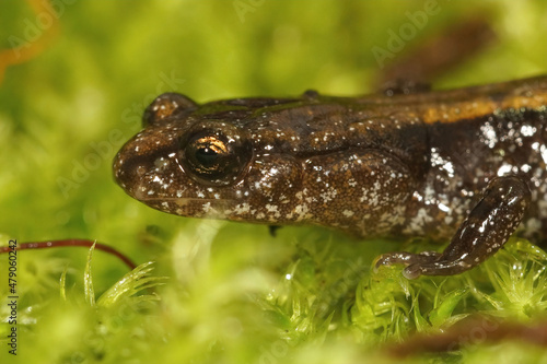 Closeup on the head of a Dunn's salamander, Plethodon duni sitting on green moss