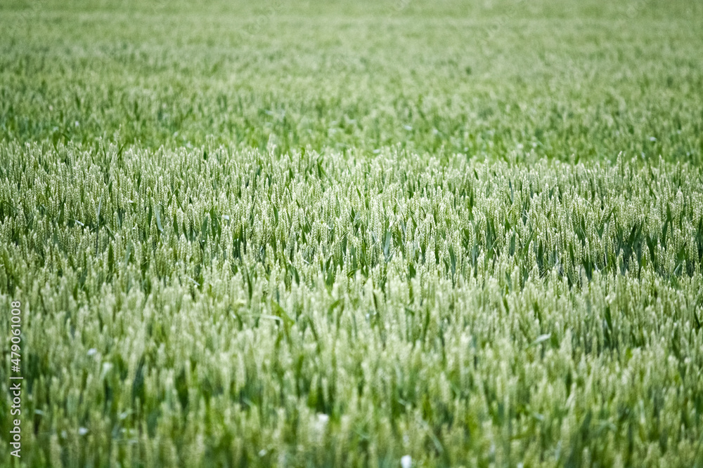 Green wheat field background Green wheat field background