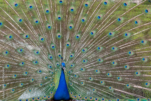 Portrait of a peacock on the background of an open beautiful tail.