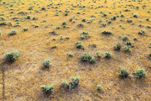 The steppe is covered in places with grass bushes. Desert ladshaft of Uzbekistan.