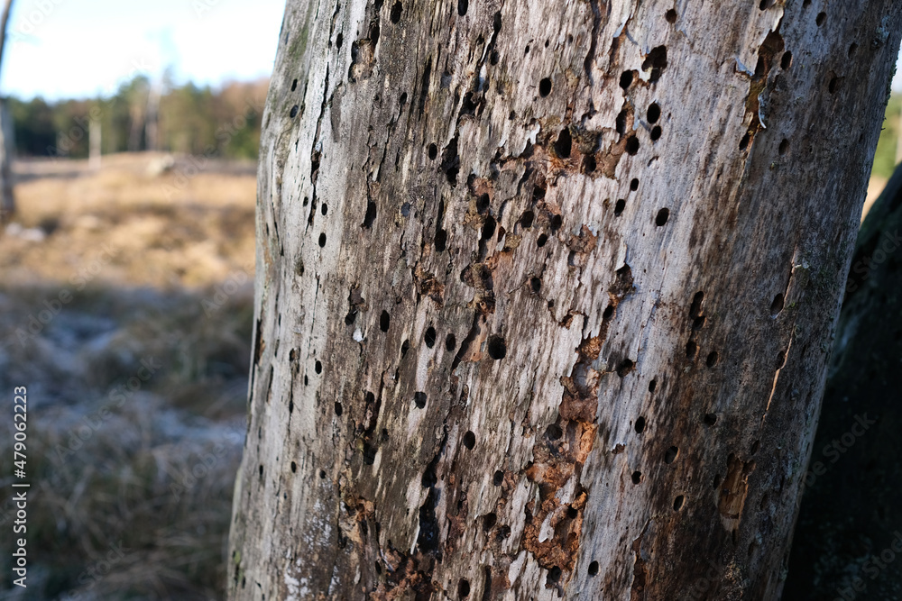 Fototapeta premium Holzwurmbefall an einem Stamm im Wald