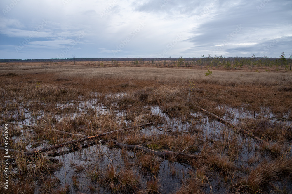 Territory of Sestroretsk swamp reserve. Saint-Petersburg. Russia Territory of Sestroretsk swamp reserve. Saint-Petersburg. Russia