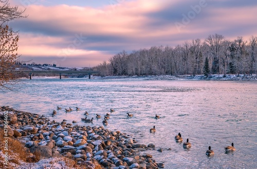 Geese Floating Down The River At Sunrise Fototapet