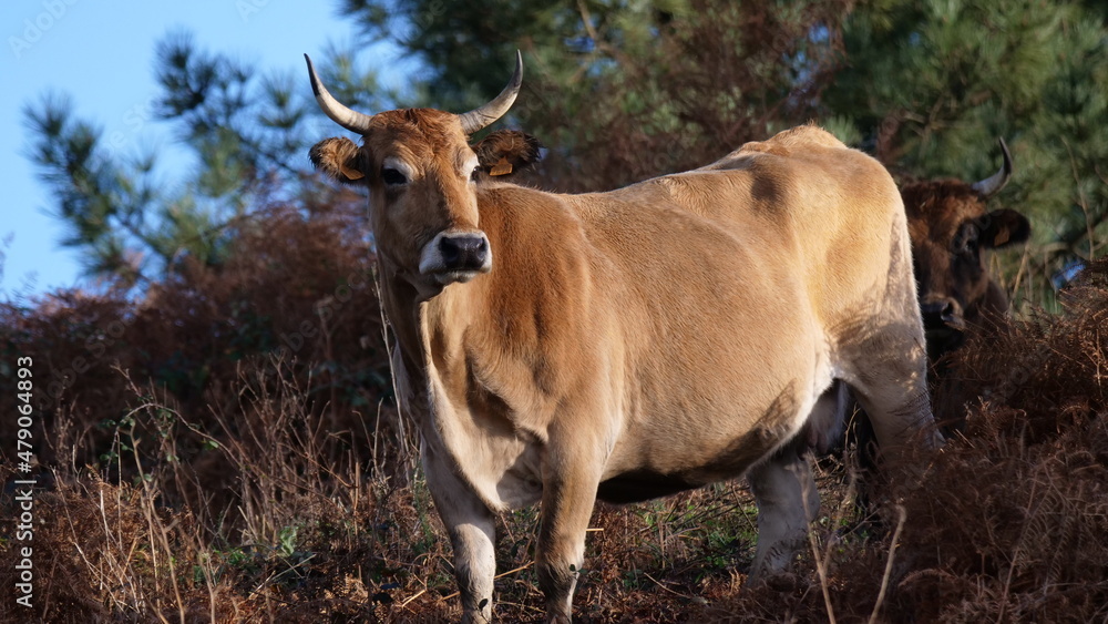 Vaca de raza asturiana de los valles muestra toda su belleza y los rasgos propios de la raza