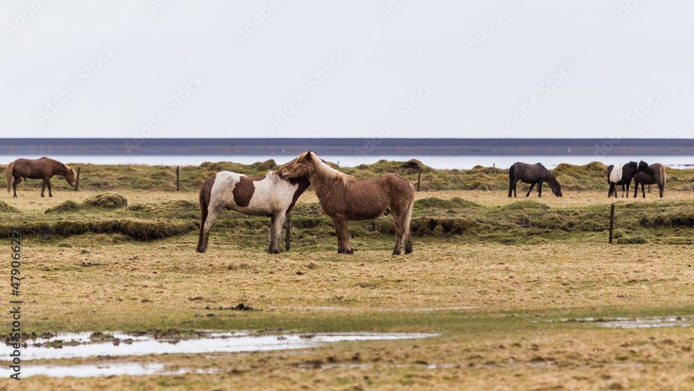 group of wild horses in iceland group of wild horses in iceland