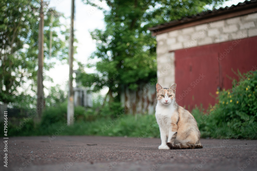 Portrait of a multicolored street cat, sitting on asphalt in the garden, in spring