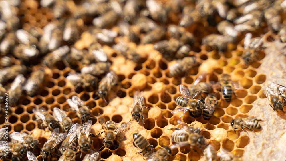 Swarming, Hive is preparing to swarm. Beekeeping, apiculture. Bee colony in hive. apiary and honey making, small agricultural business and hobby Swarming, Hive is preparing to swarm. Beekeeping, apiculture. Bee colony in hive. apiary and honey making, small agricultural business and hobby