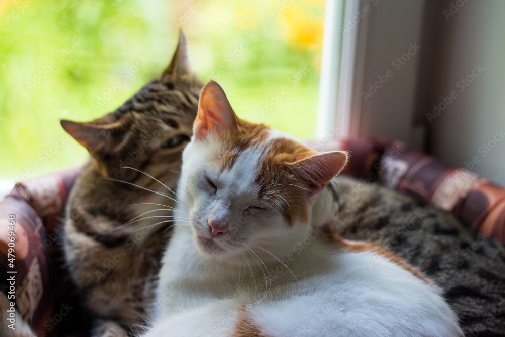 Two domestic cats lie in a basket, pets