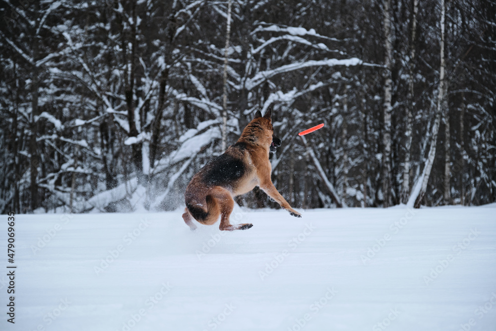 Sports with dog outside. Flying saucer toy. Black and red German Shepherd jumps in snow against background of winter forest and tries to catch orange disc.