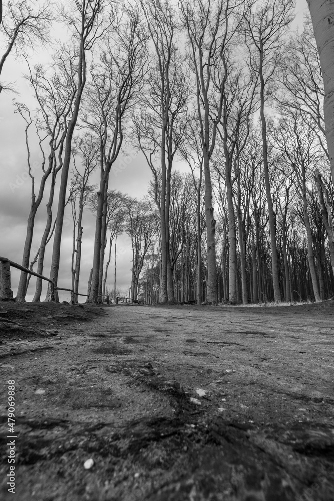 Naklejka premium Scenery at Gespensterwald (Nienhagen, Germany)