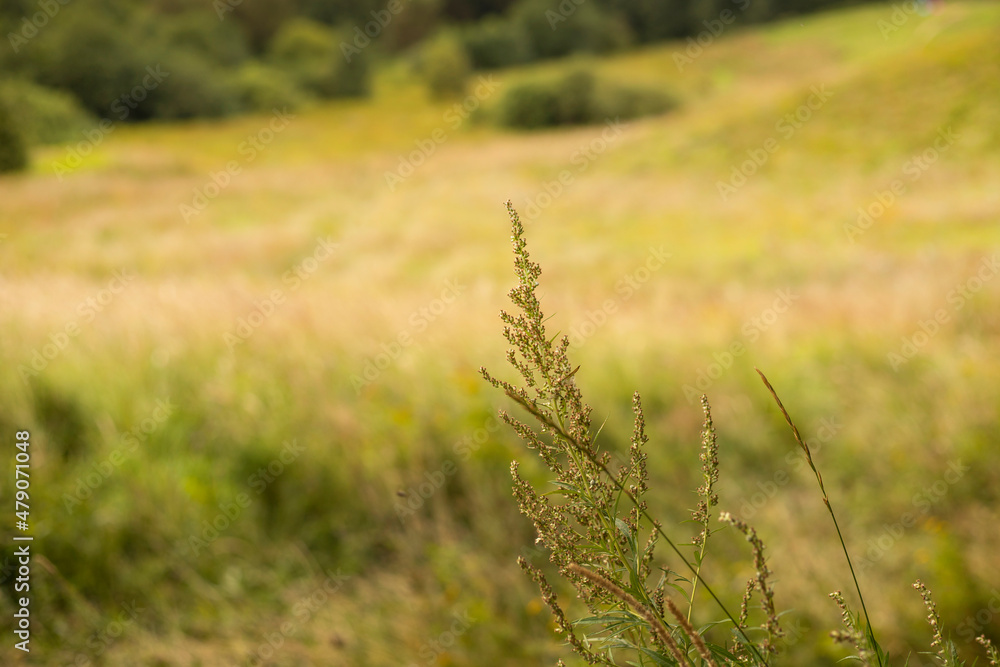 Fototapeta premium Wild grass wormwood on the hill
