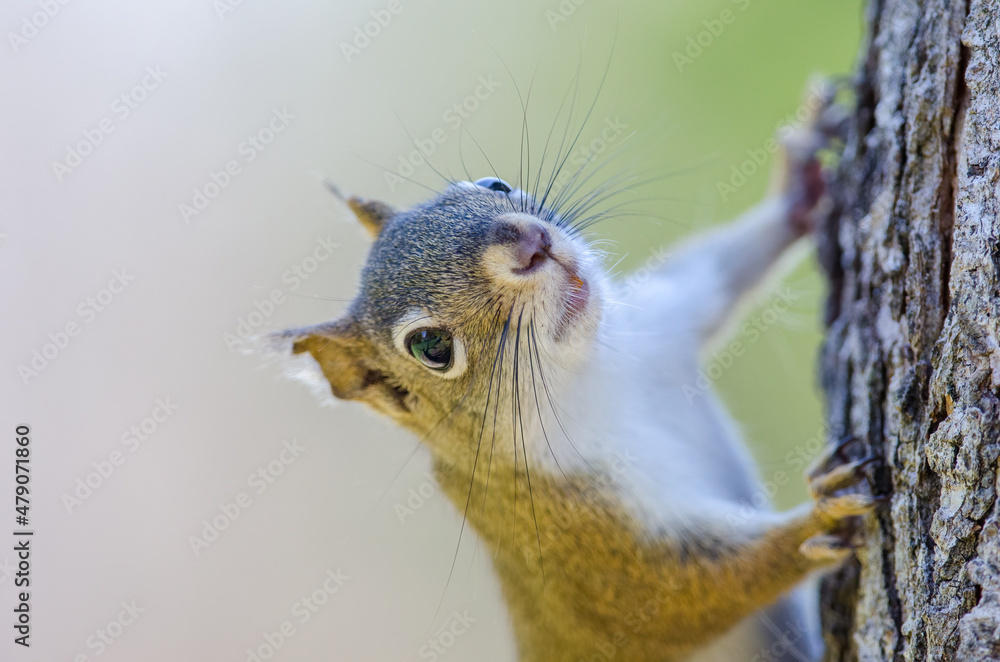 Close-up of Squirrel Climbing on Tree