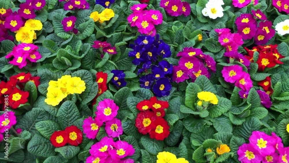 4K HD video zooming in on background of vibrant colorful primrose flowers.
4K HD video zooming in on background of vibrant colorful primrose flowers.