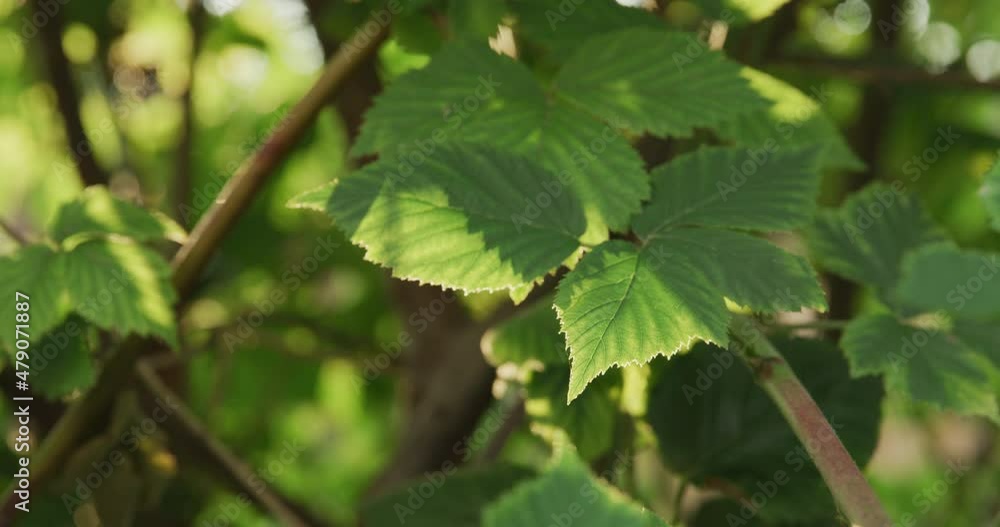 sharp edged leaf. sunny day. foliage in background. slow motion sharp edged leaf. sunny day. foliage in background. slow motion
