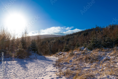 sunny path during winter (Harz, Germany) © Franziska Brueckmann