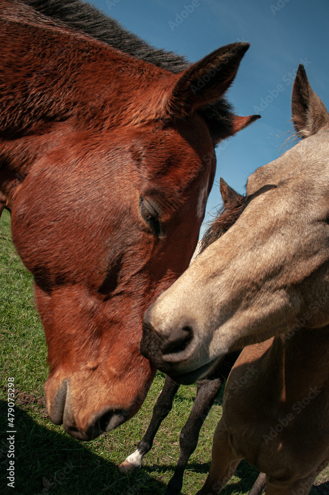 Fototapeta premium amor equino