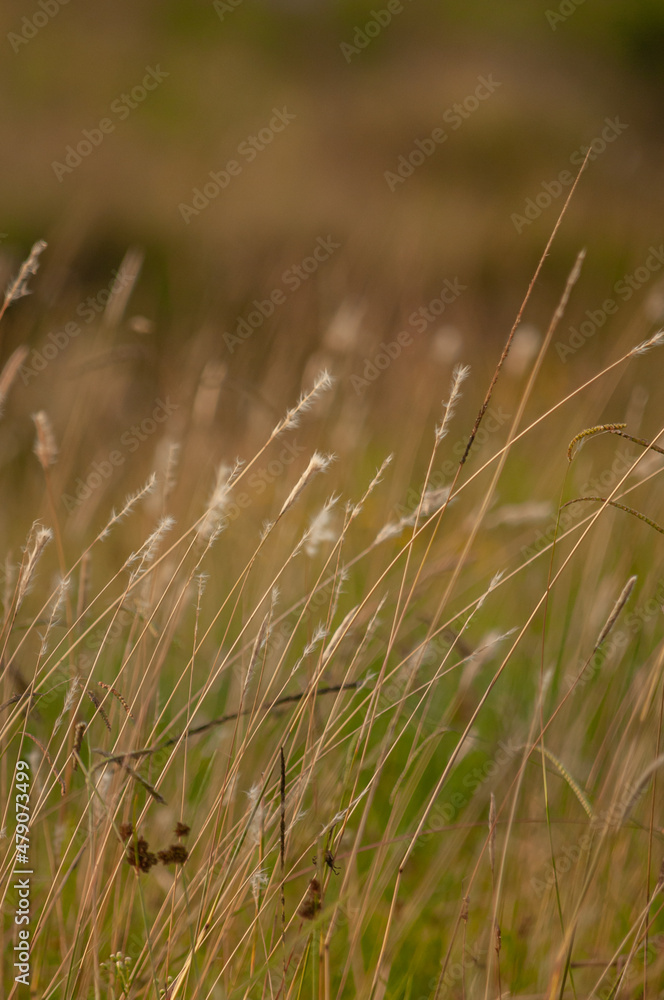 plantas silvestre en el campo