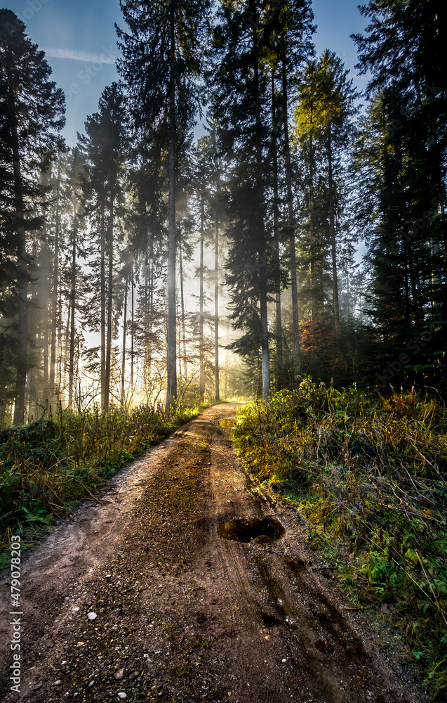 Obraz premium path in the woods