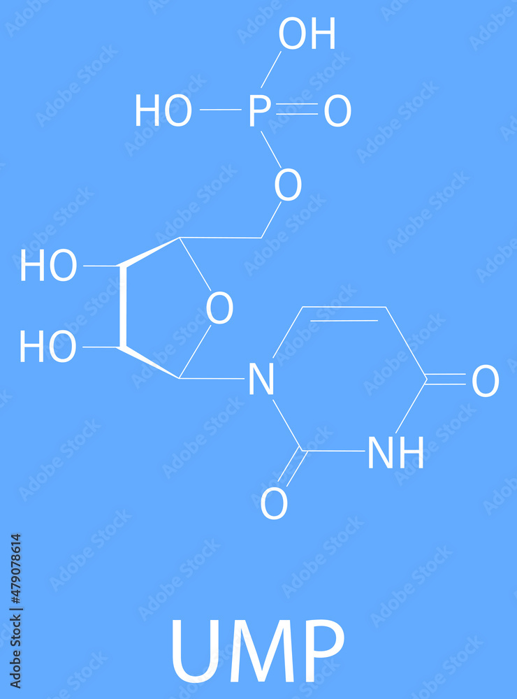 Uridine monophosphate or UMP, uridylic acid, nucleotide molecule. Building block of RNA. Skeletal formula.