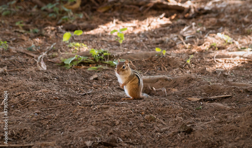 Quadro su tela Closeup view of a chipmunk sitting on the ground beside its hole in brown soil