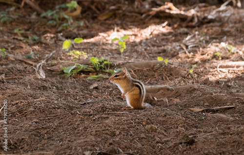 Konstfotografi Closeup view of a chipmunk sitting on the ground beside its hole in brown soil