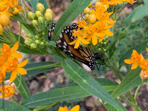 Monarch butterfly trying to lay eggs.
