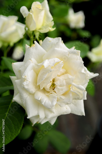 white rose flower of the variety on a background of green foliage.