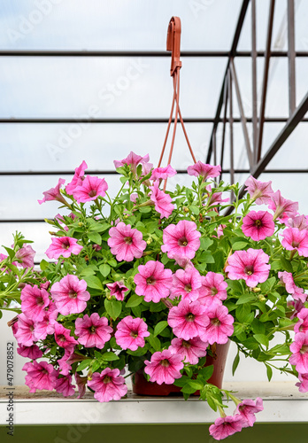 Hanging flower pot with beautiful pink ampelny petunias