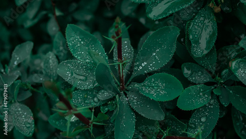 Dew on the dark green leaves of the barberry shrub.