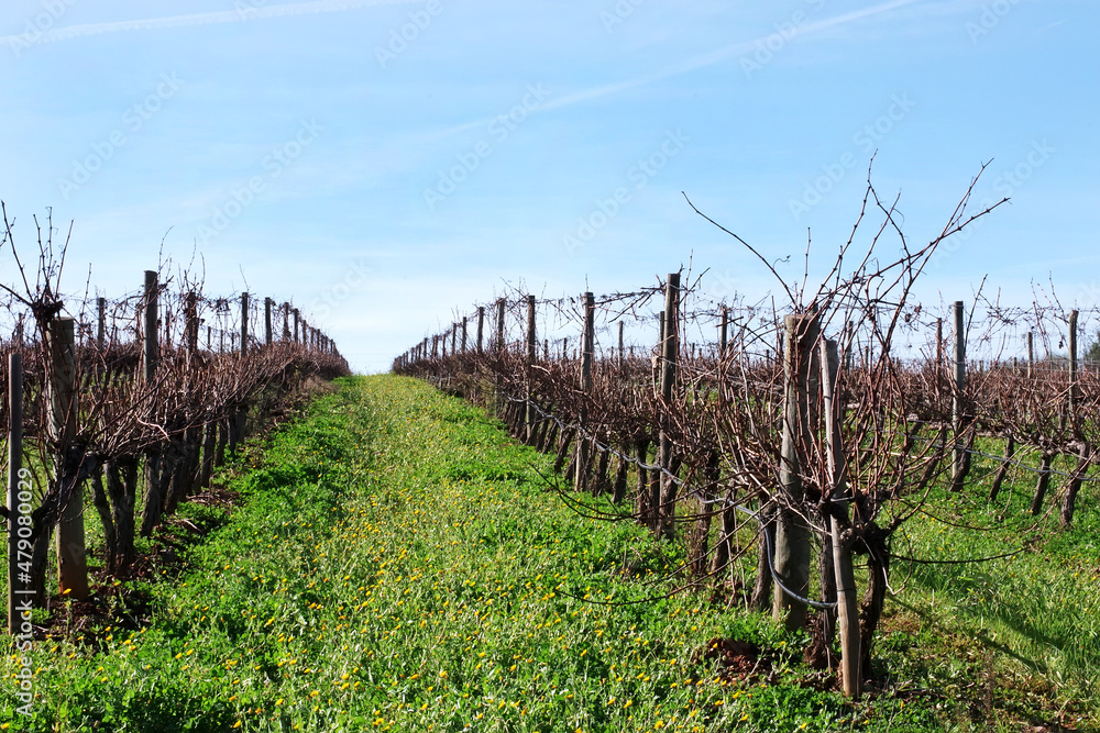winter vineyard at south of Portugal, alentejo region