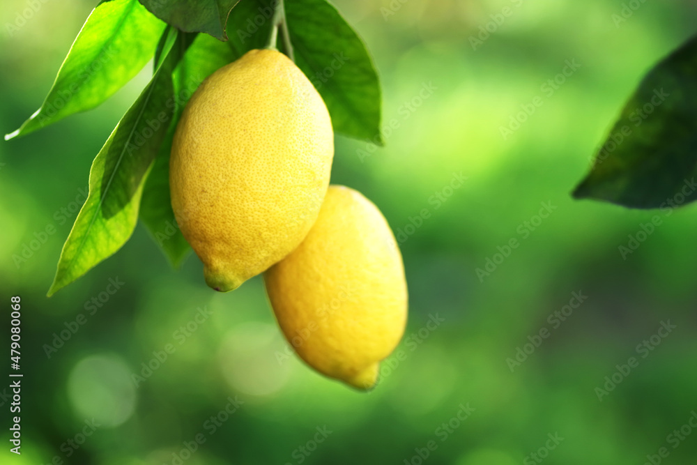ripe lemons and leaves hanging on branch