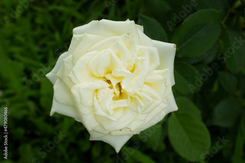 Close up white rose flower on green bush into garden top view