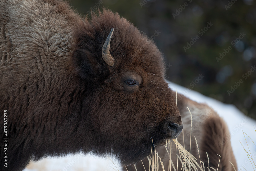 Fototapeta premium Yellowstone National Park Bison eating