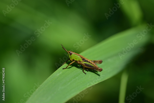 Close up of a green cricket or grasshopper sitting on a wide blade of grass in the countryside © leopictures