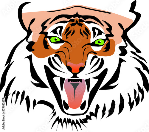 Front view of angry roaring toothy tiger face color vector illustration close up portrait