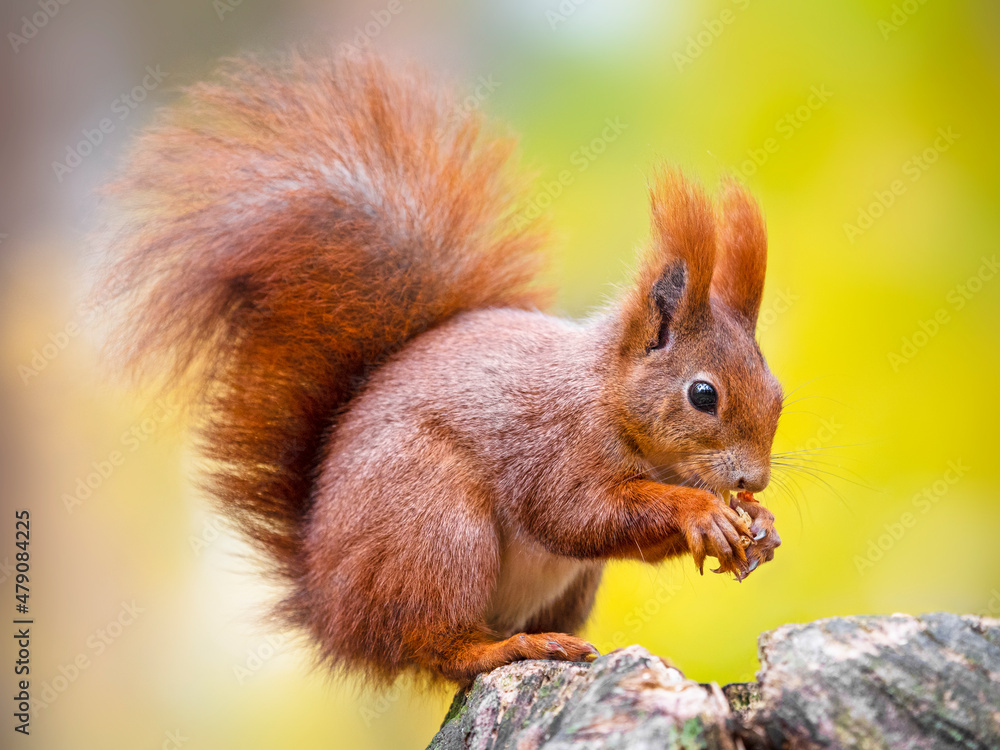  The red squirrel or Eurasian red squirrel (Sciurus vulgaris)