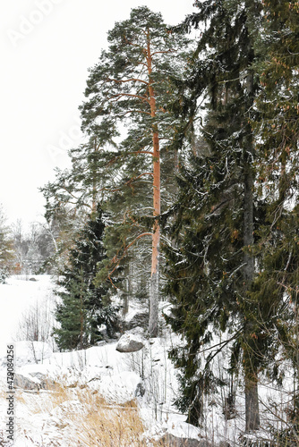 Park Mon Repos or Monrepos in a snowy forest in Vyborg in winter