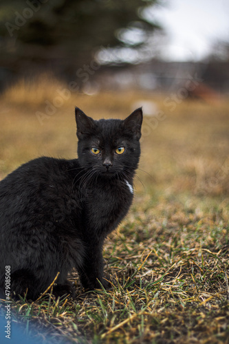 cat on the grass © Hunter