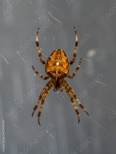 Big orange and brown spider with a cross on back