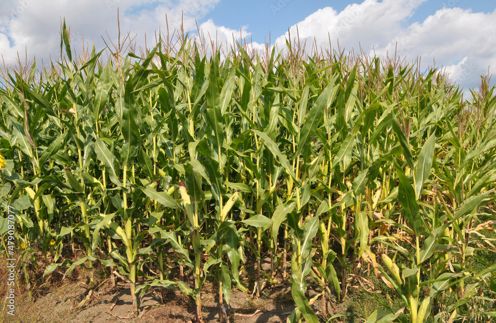 Corn grows in the field Corn grows in the field