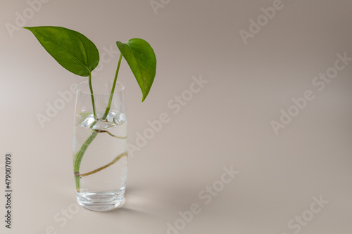 Epipremnum aureum rooted in a glass of water. Plant propagation from leaf cutting in water. Home gardening concept. Copy space.