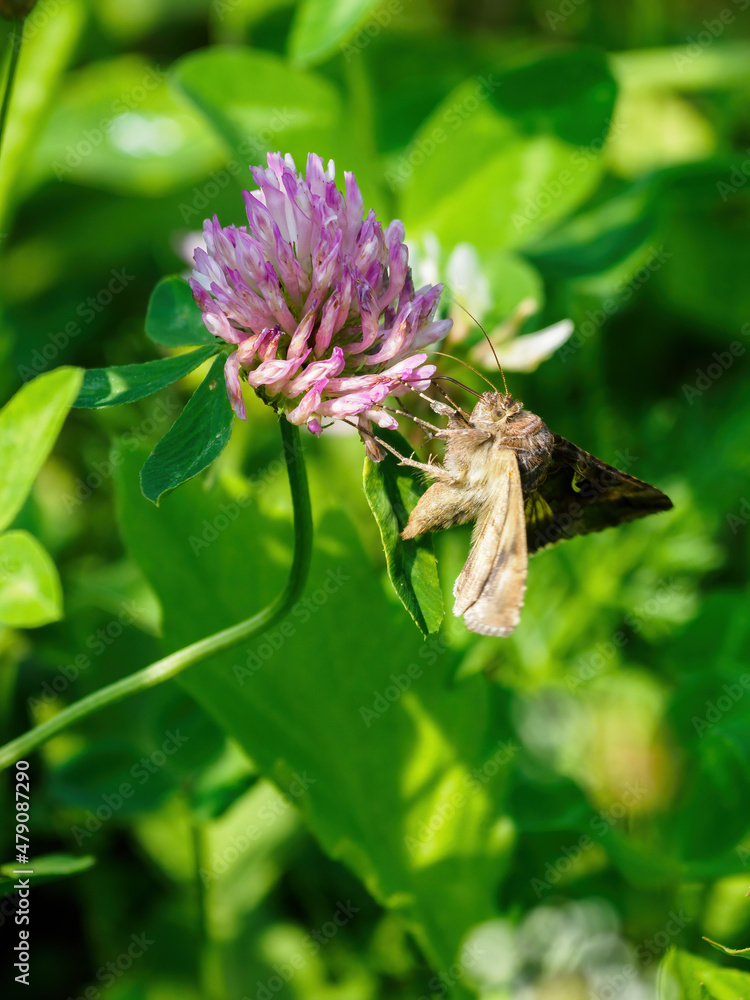 Moth enjoying the clover flower. Moth enjoying the clover flower.