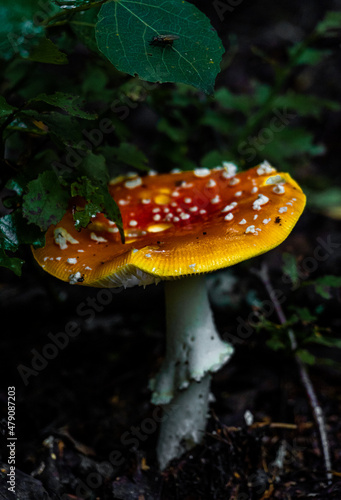 A yellow mushroom in a dark wooden area with branches and grass around it