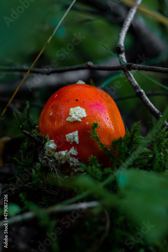 A small red mushroom bud in a dark forest covered in moss and branches