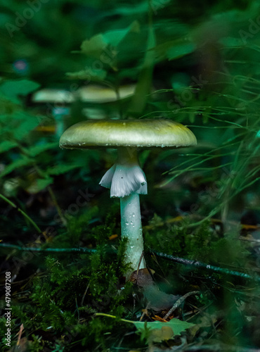 A closeup of a single white green mushroom growing in a dark rainy forest