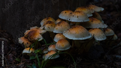 A group of white and orange mushrooms in a dark forest growing on a tree