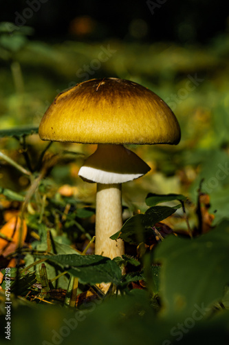 A closeup of a green yellow mushroom growing in a forest