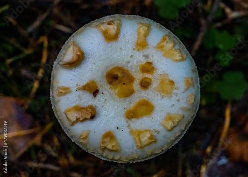 Round big white mushroom in a dark wooden area with branches and grass around it