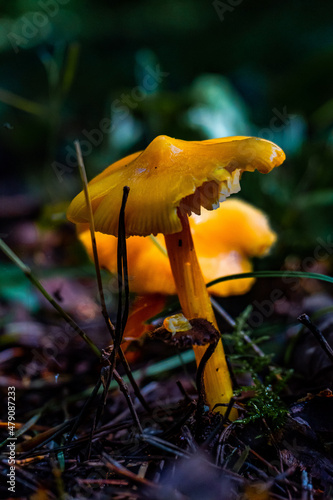 A closeup of a yellow mushroom growing in a dark forest